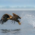 Erfolgreicher Seeadler