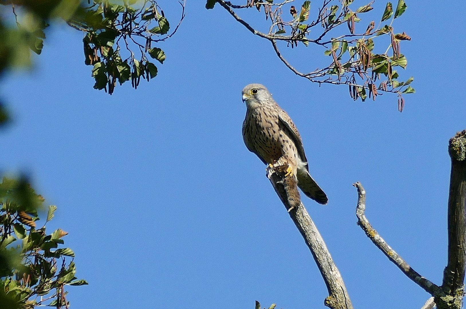 Erfolgreicher Turmfalke 