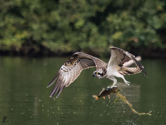 Erfolgreicher Versuch