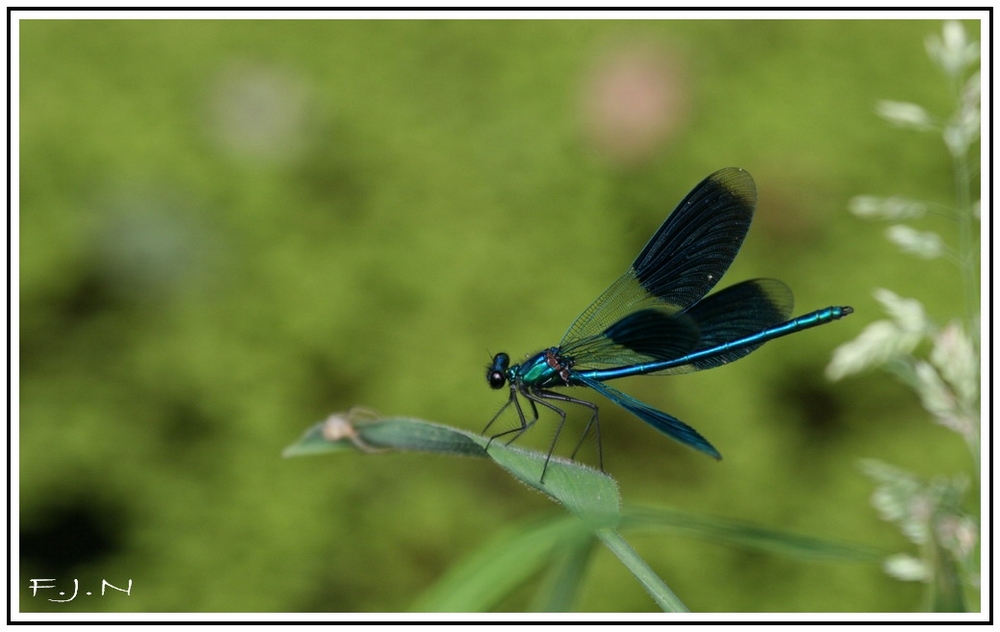 Erfreuen an den kleinen Dingen des Lebens.....Blauflügel - Libelle