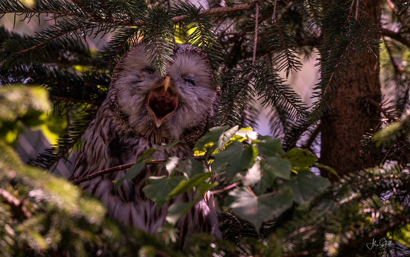 "erfrischend anders... Natur- & Tierpark Goldau"