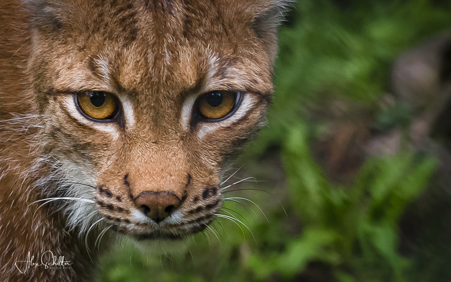 "erfrischend anders... Natur- & Tierpark Goldau" 