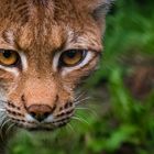 "erfrischend anders... Natur- & Tierpark Goldau" 