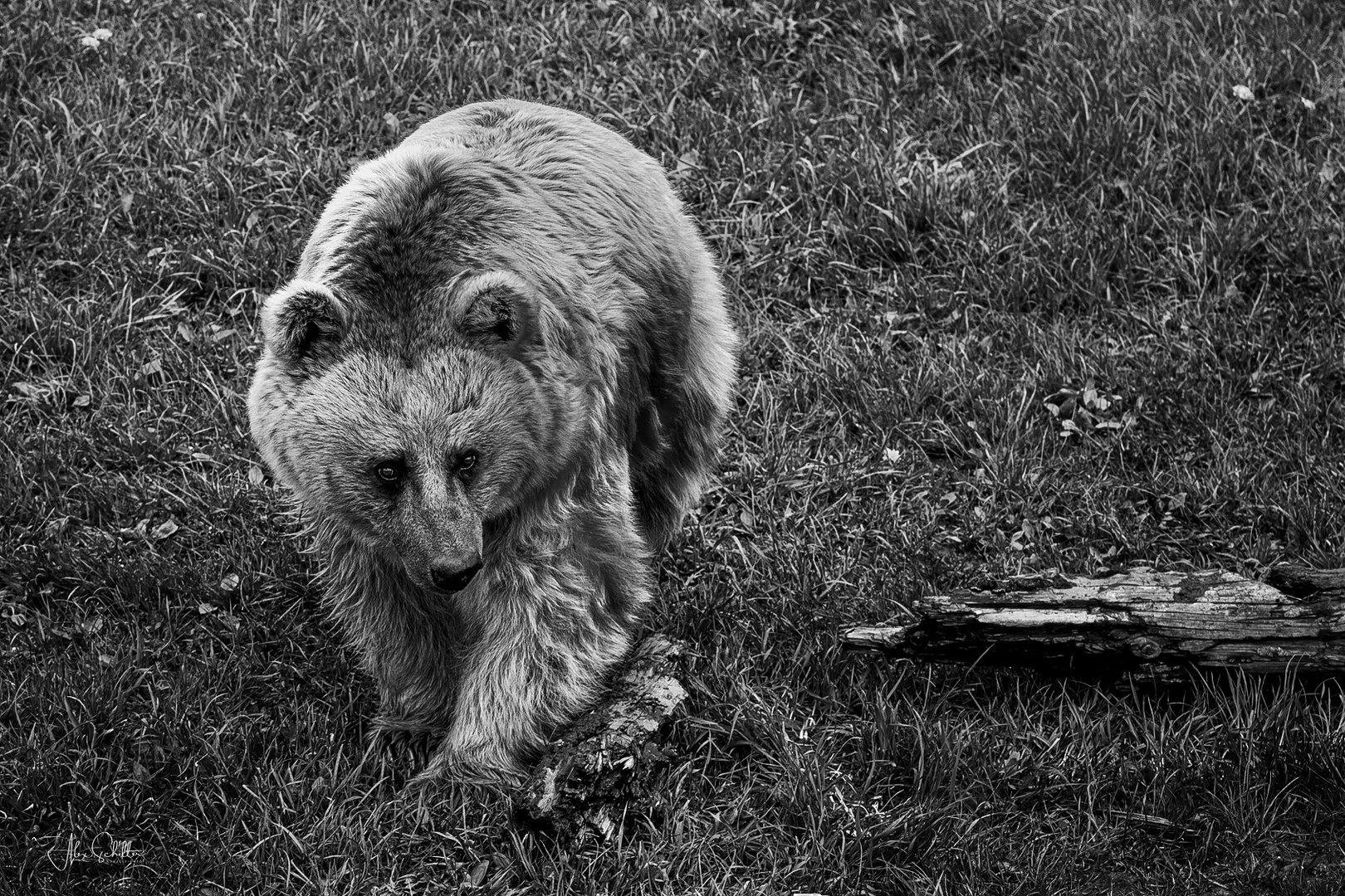 "erfrischend anders... Natur- & Tierpark Goldau"