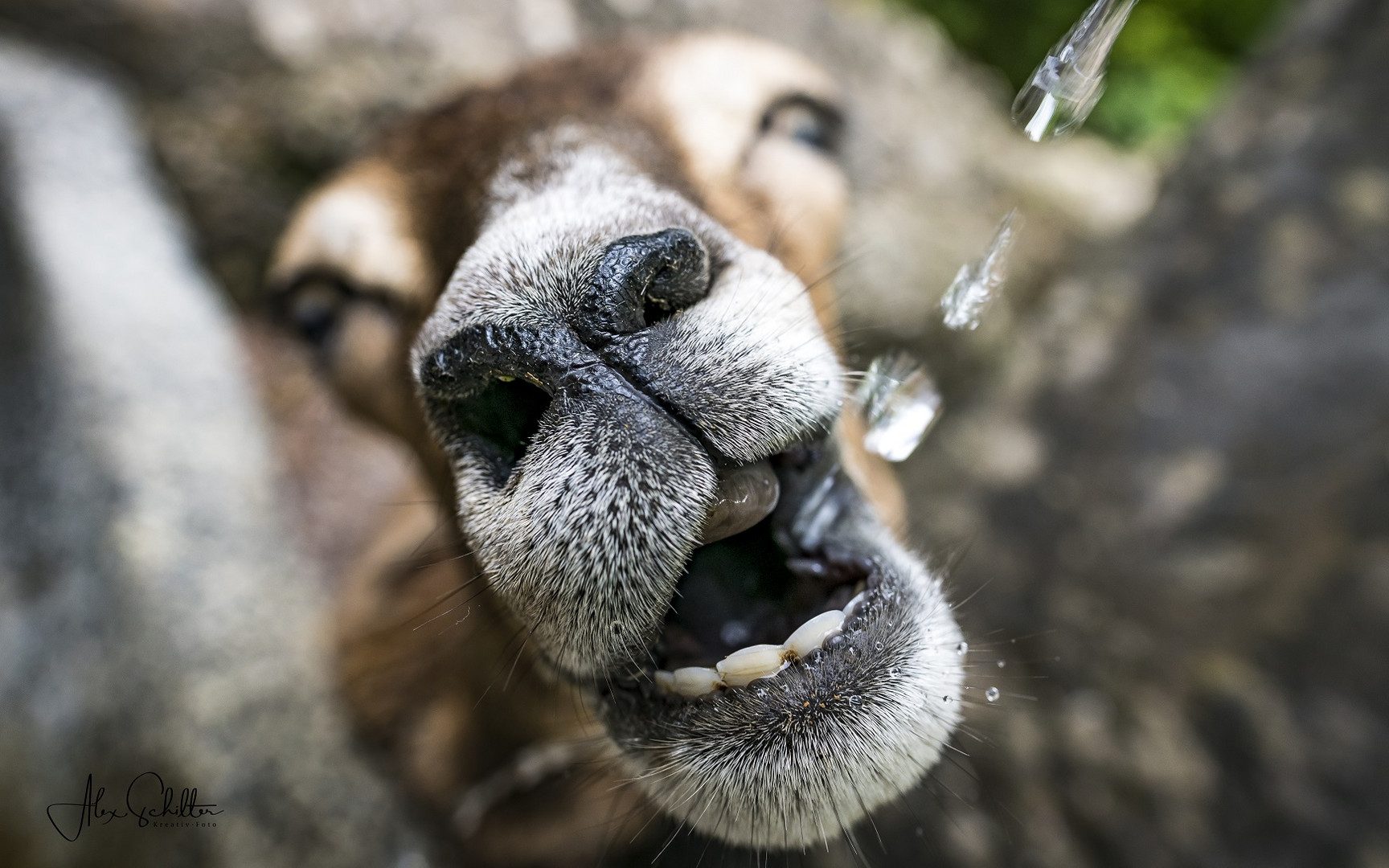 "erfrischend anders... Natur- & Tierpark Goldau" 