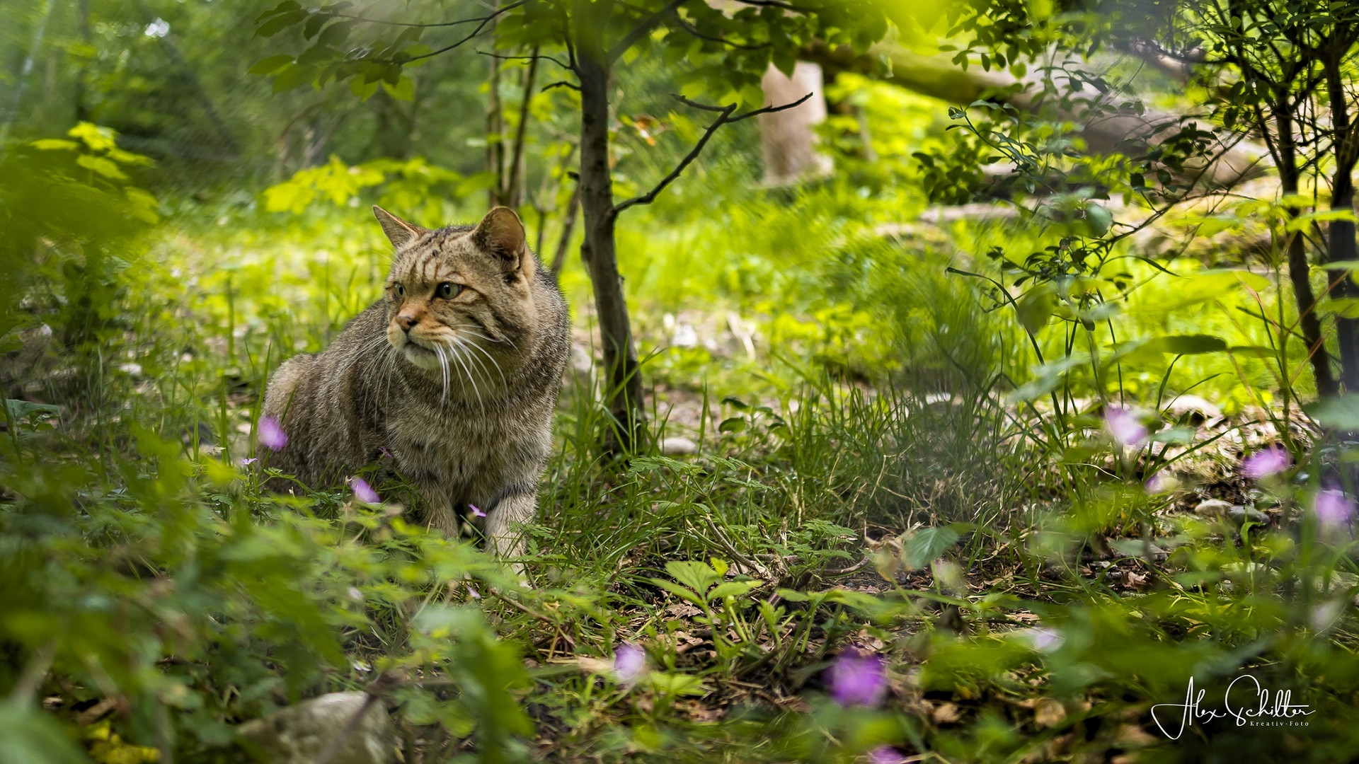 "erfrischend anders... Natur- & Tierpark Goldau" 