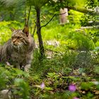 "erfrischend anders... Natur- & Tierpark Goldau" 