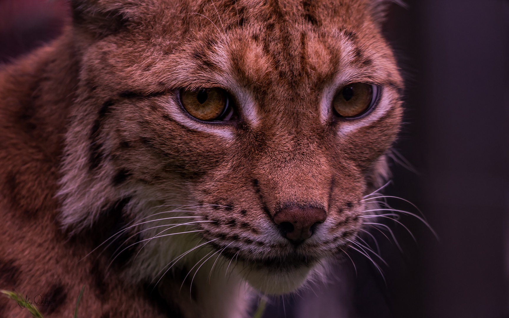 "erfrischend anders... Natur- & Tierpark Goldau"