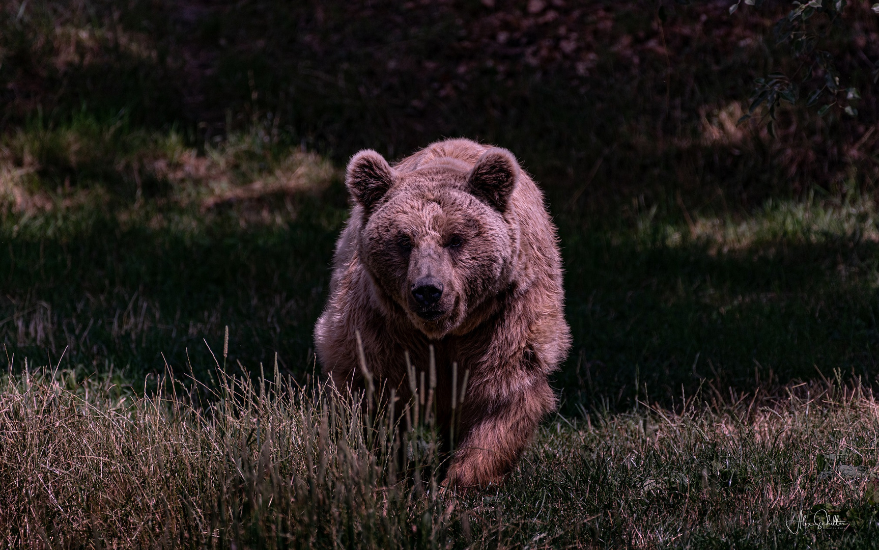 "erfrischend anders... Natur- & Tierpark Goldau"