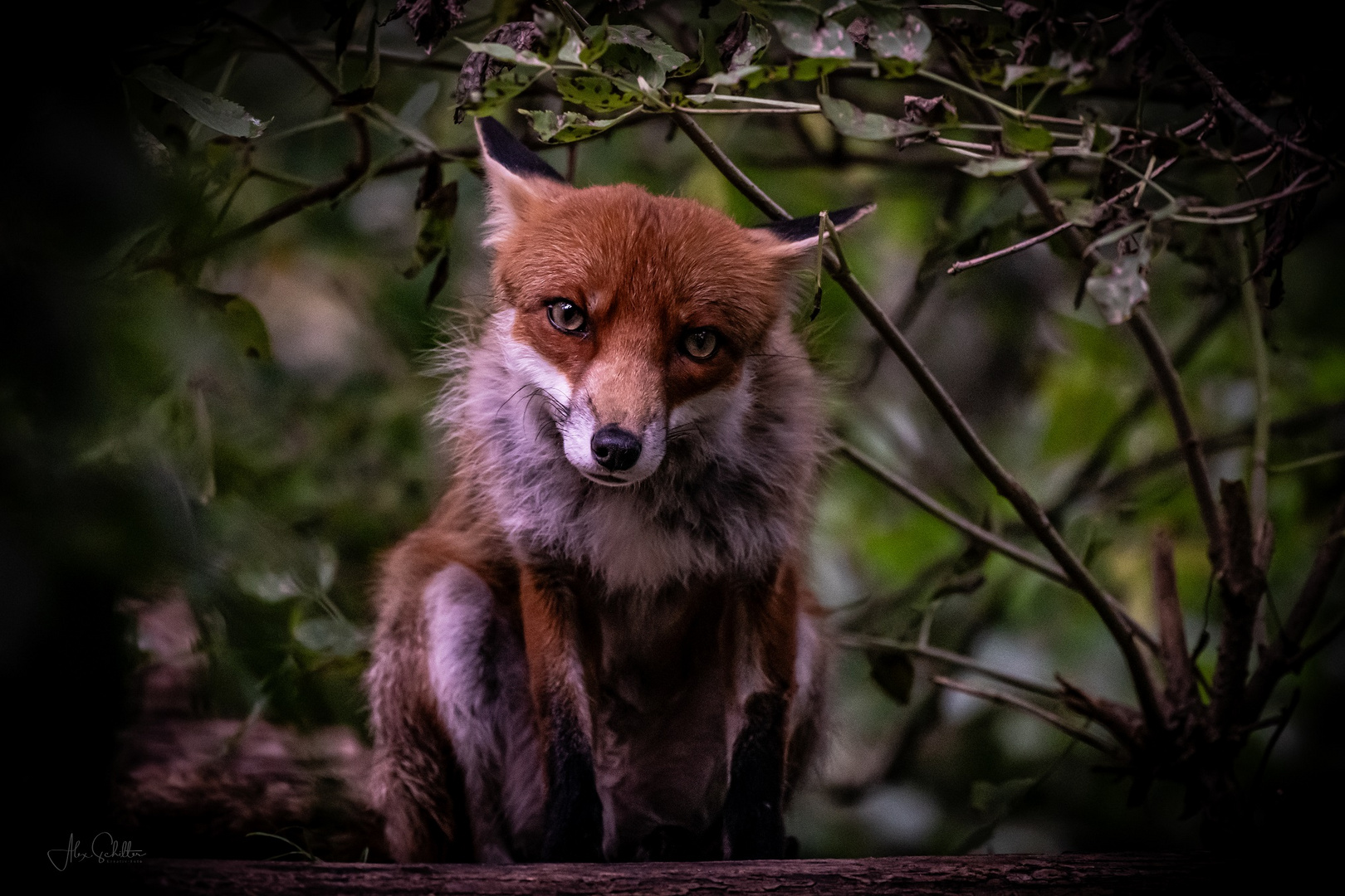 "erfrischend anders... Natur- & Tierpark Goldau"