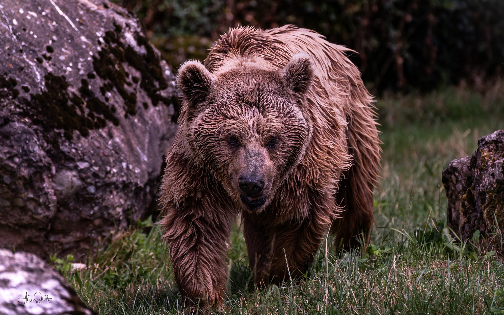 "erfrischend anders... Natur- & Tierpark Goldau"