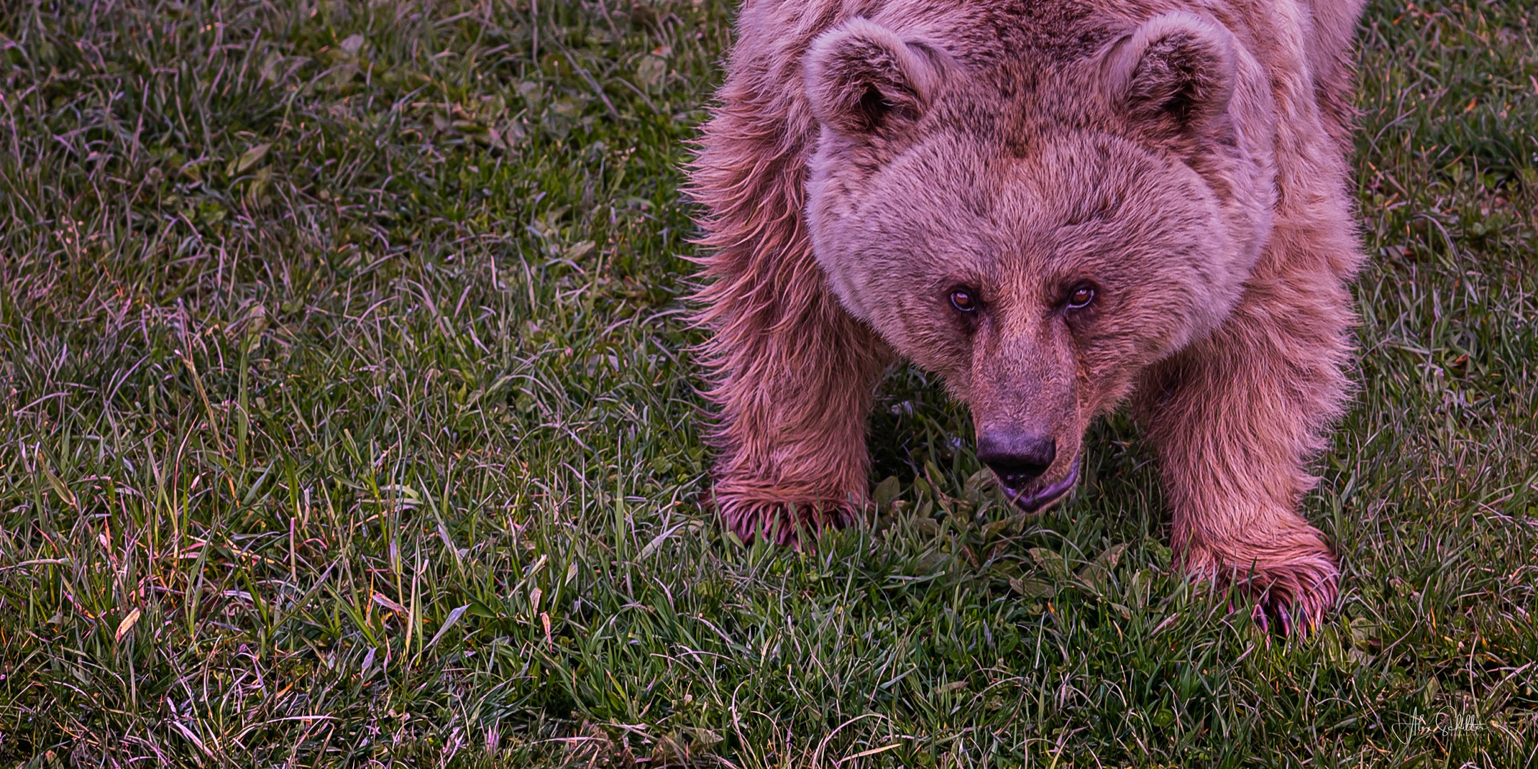 "erfrischend anders... Natur- & Tierpark Goldau"