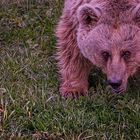 "erfrischend anders... Natur- & Tierpark Goldau"