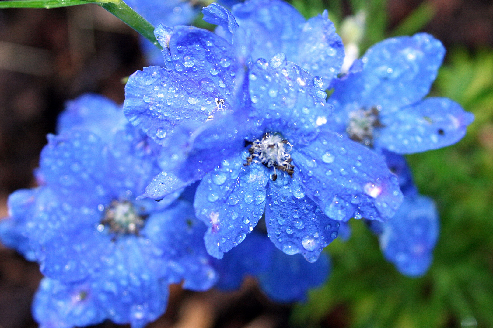 Erfrischend Blau