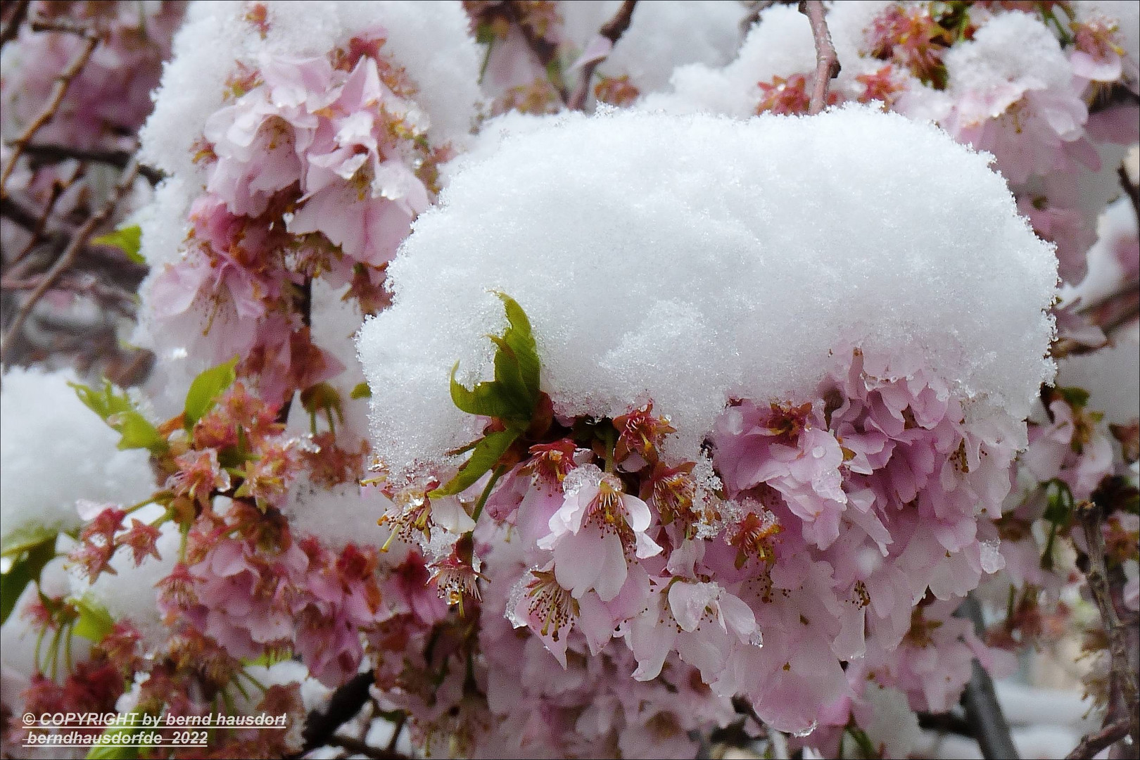 Erfrischend: Schnee und Blüte