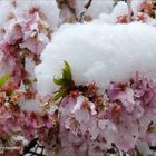 Erfrischend: Schnee und Blüte