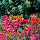 erfrischende Herbstfarben …