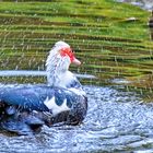 Erfrischende Wasserspiele