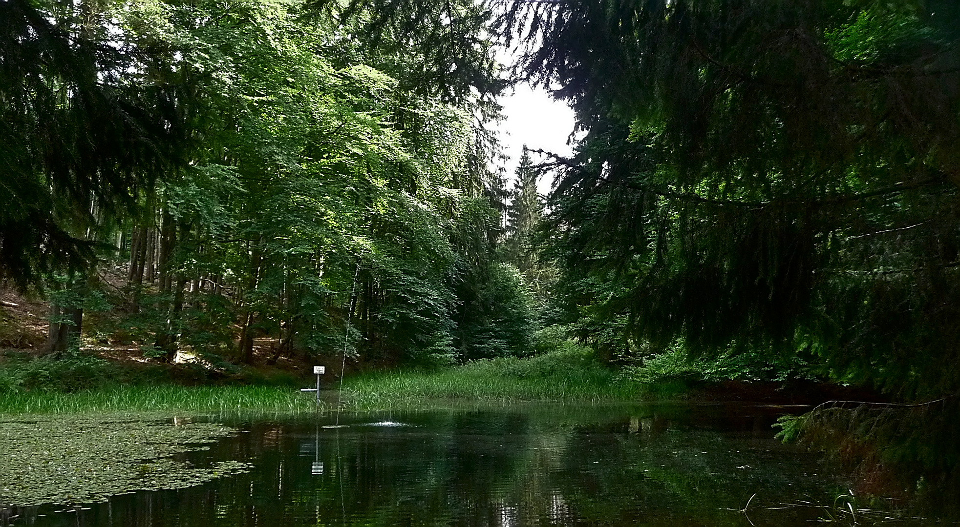 Erfrischender Aufenthaltsort im Wald