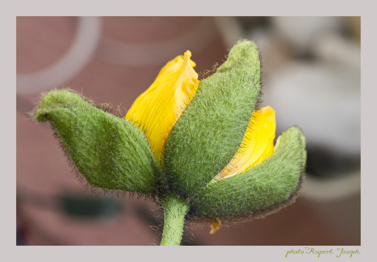 Erfrischender Mohn...