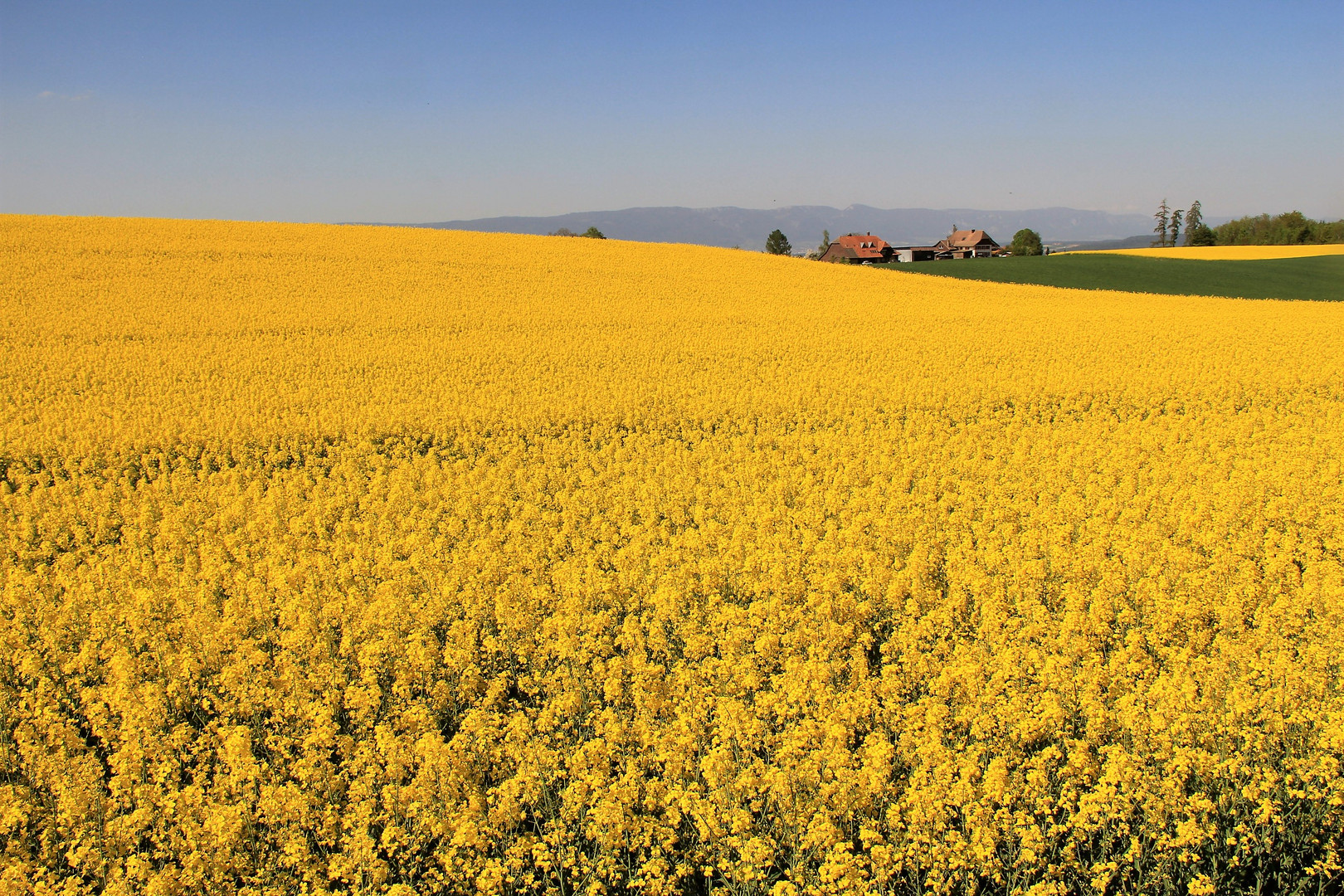 Erfrischendes Gelb