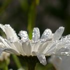 Erfrischt vom Regen...