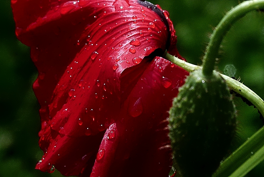 erfrischter Mohn