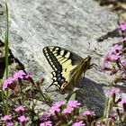 Erfrischung an der Blüte