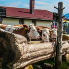 Erfrischung auf der Alm