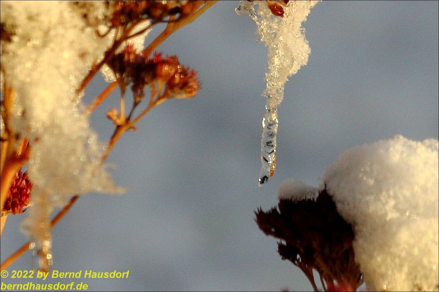 Erfrischung: Eis an fetter Henne