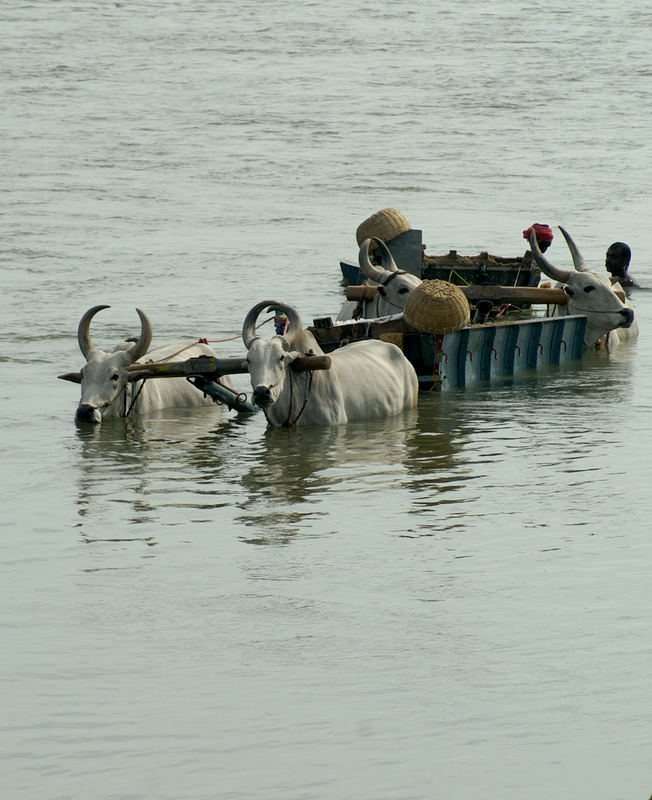 Erfrischung im Fluss