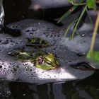 Erfrischung im Sommer