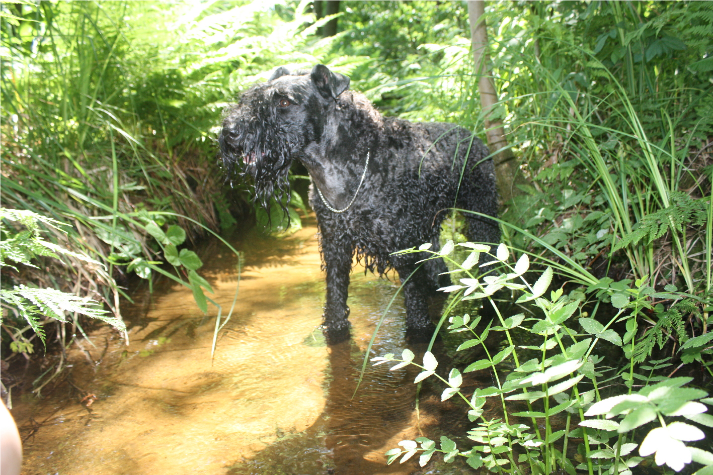 Erfrischung im Sommer