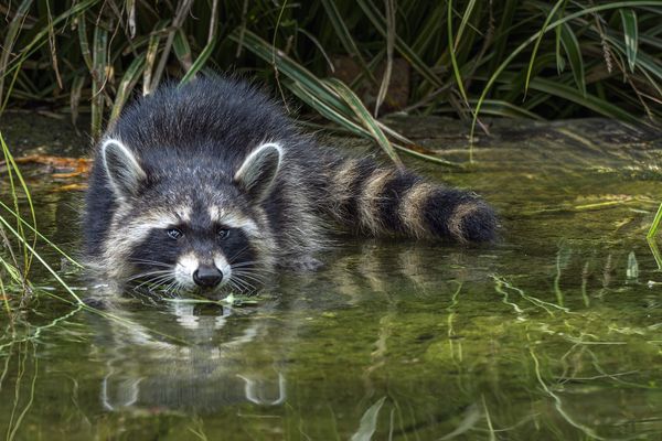 Erfrischung im Wasser