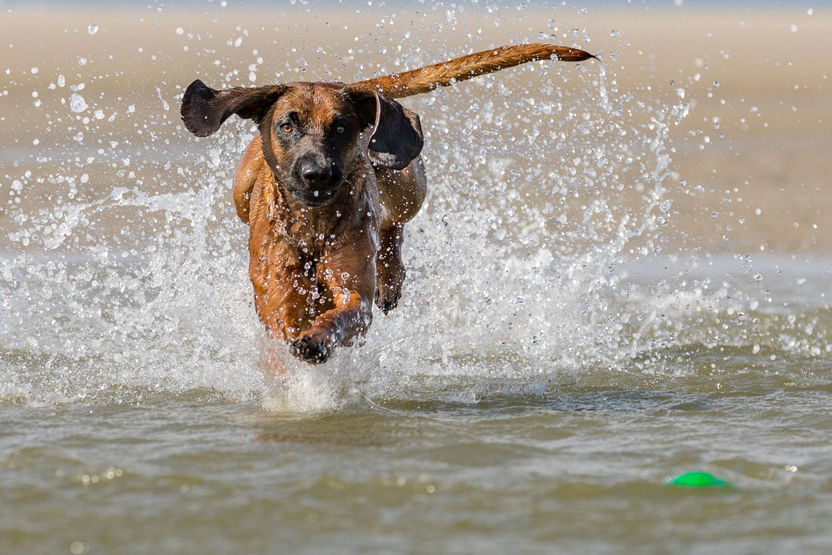 Erfrischung in der Nordsee