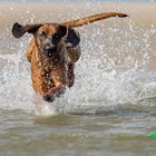 Erfrischung in der Nordsee