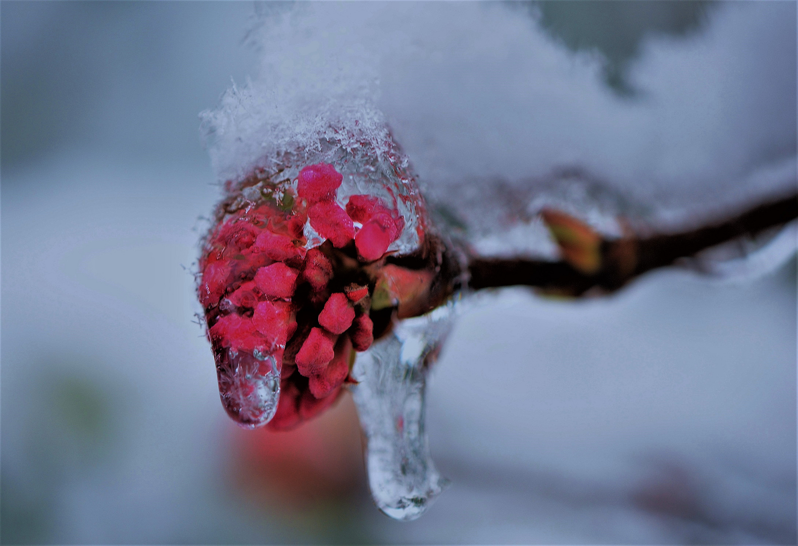 Erfroren ? Foto & Bild pflanzen, pilze & flechten, projekte, pflanzen