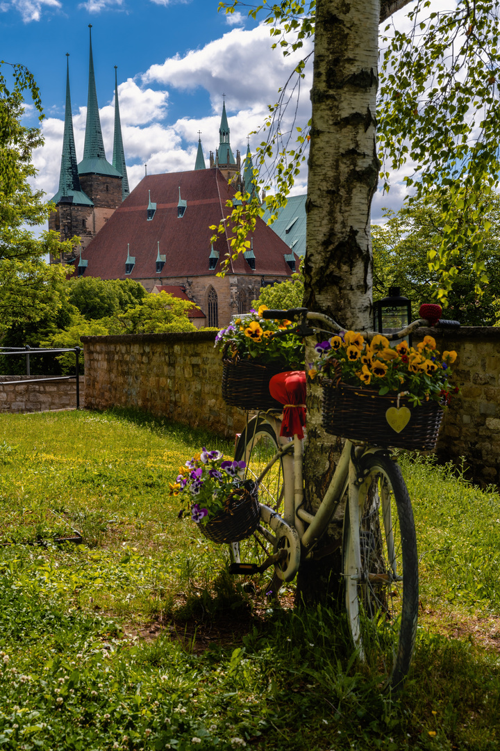 Erfurt - altes Fahrrad mit Bepflanzung