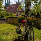 Erfurt - altes Fahrrad mit Bepflanzung