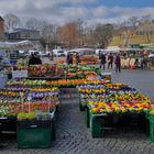 Erfurt, Domplatz, Blumenverkauf