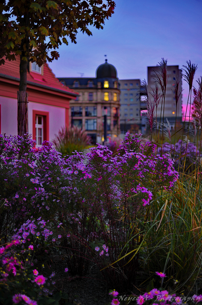 Erfurt Hirschgarten am Abend