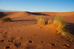 Erg Chebbi - 08