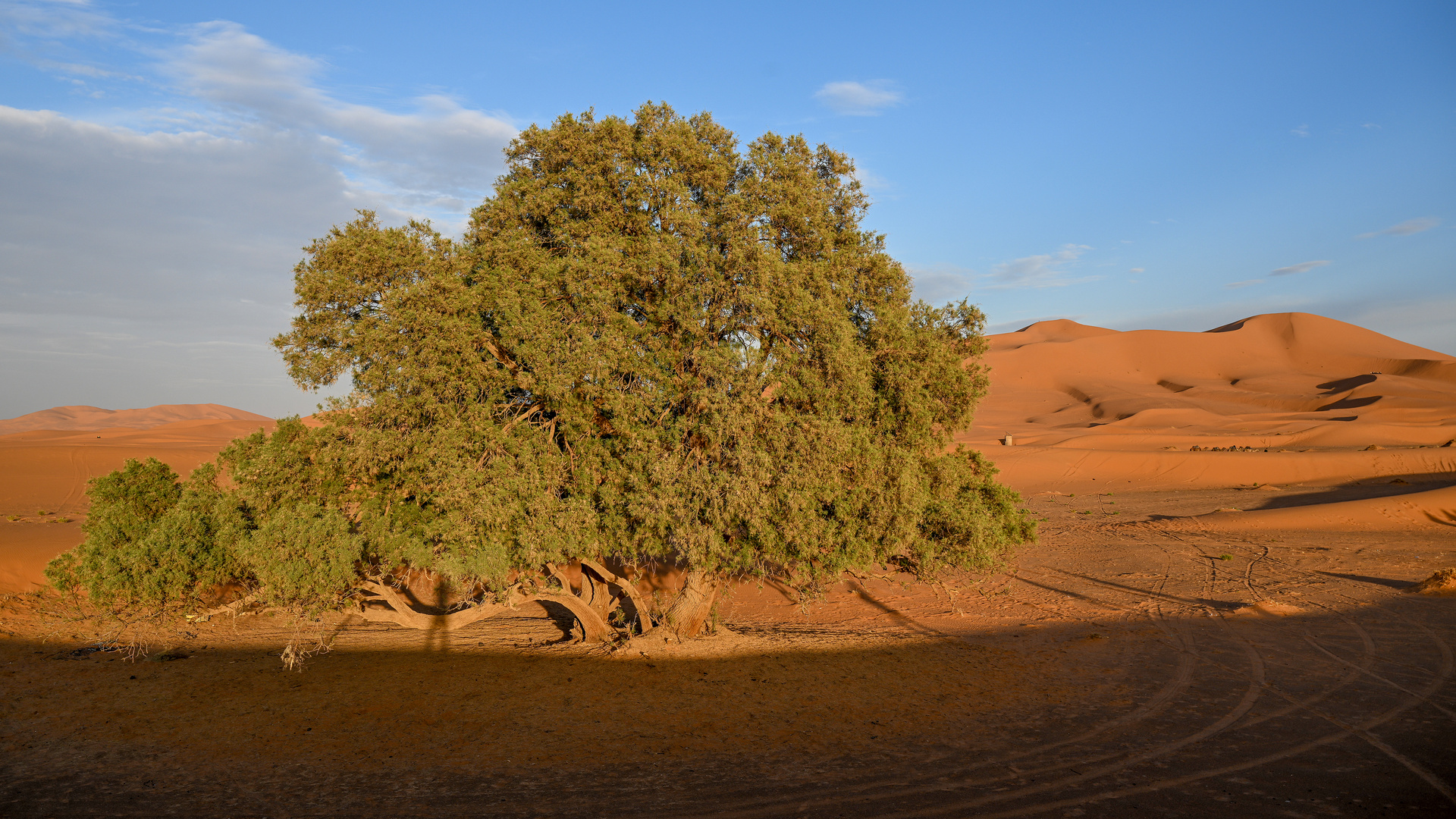 Erg Chebbi 13