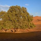 Erg Chebbi 13