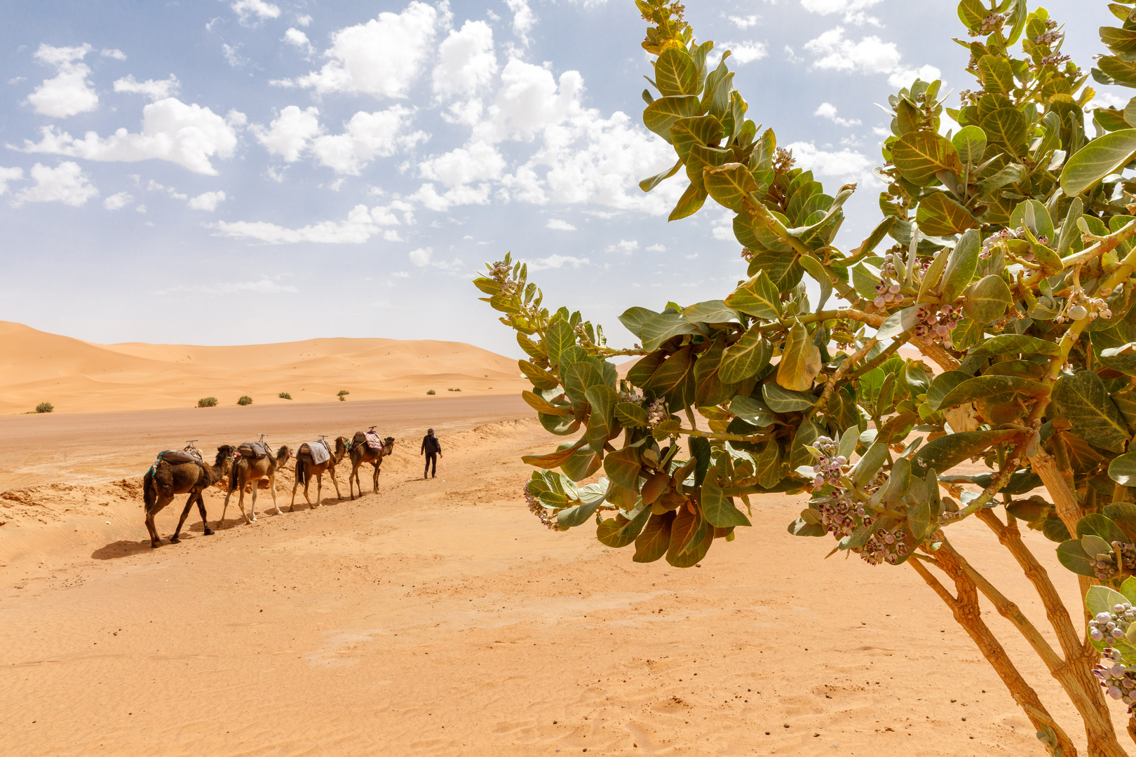 Erg Chebbi