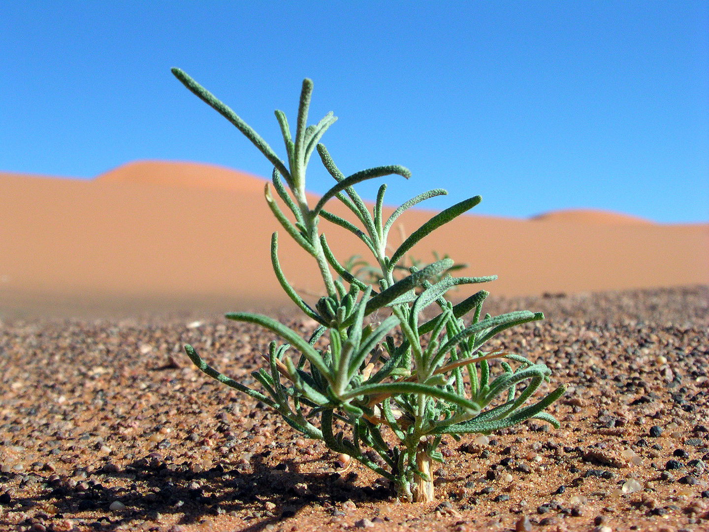 Erg Chebbi