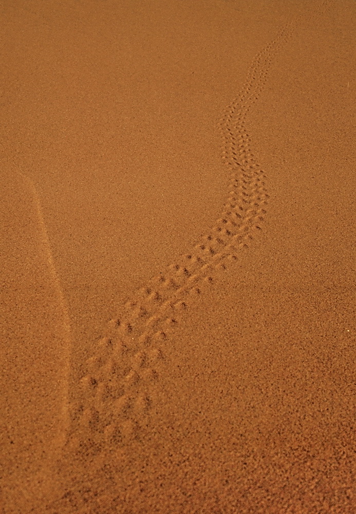 Erg Chebbi