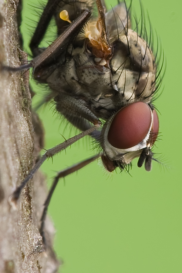 Ergänzungsbild Fliege