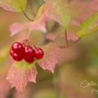 Ergebnis eines Herbstspaziergangs