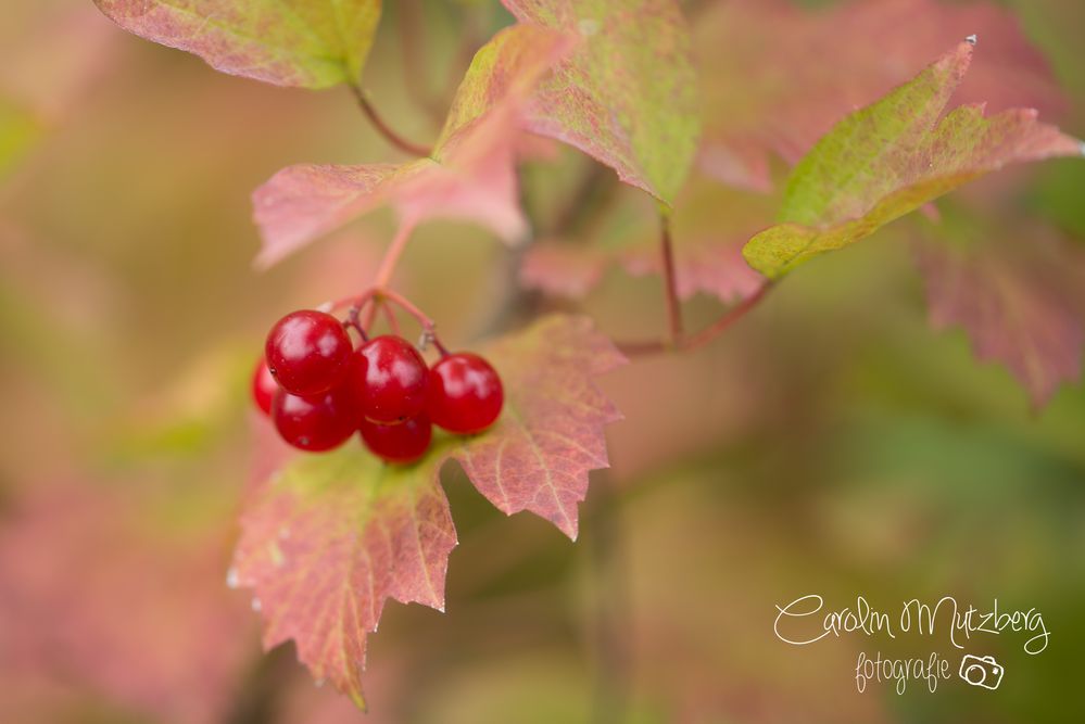 Ergebnis eines Herbstspaziergangs